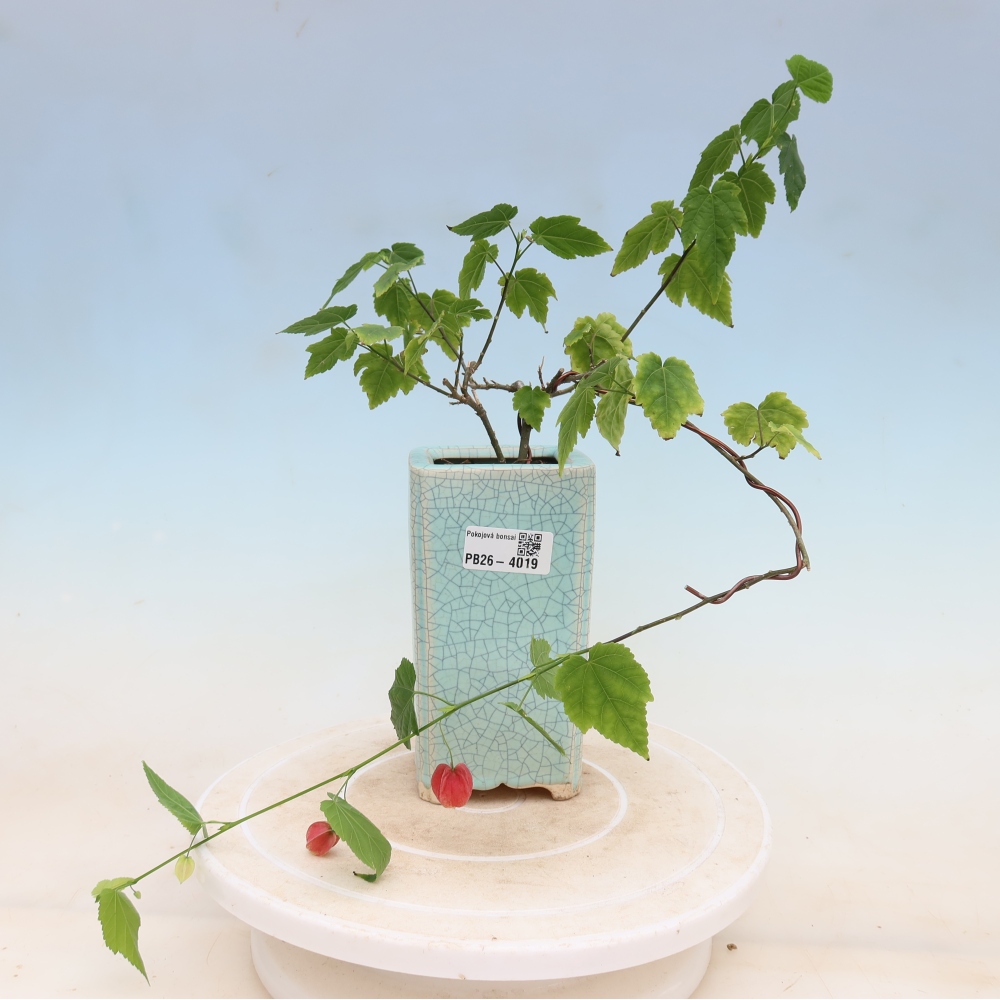 Bonsai da interno - Abutilon Big Bell - Cloudberry