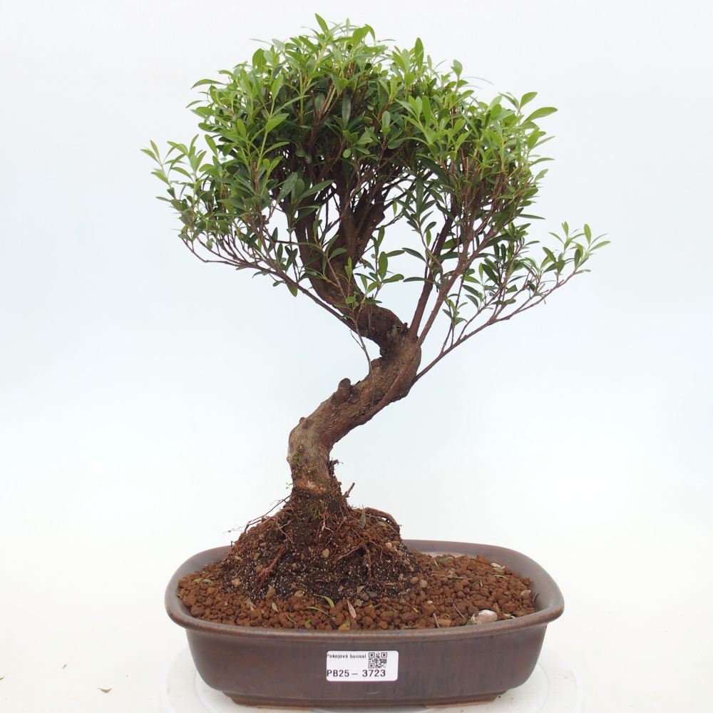 Camera bonsai - Syzygium - Pimento