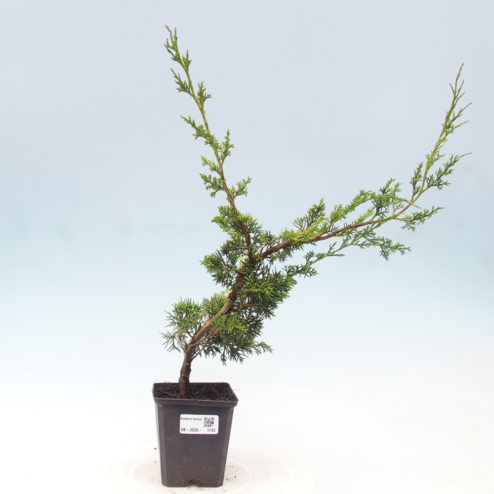 Bonsai da esterno - Juniperus chinensis Itoigawa