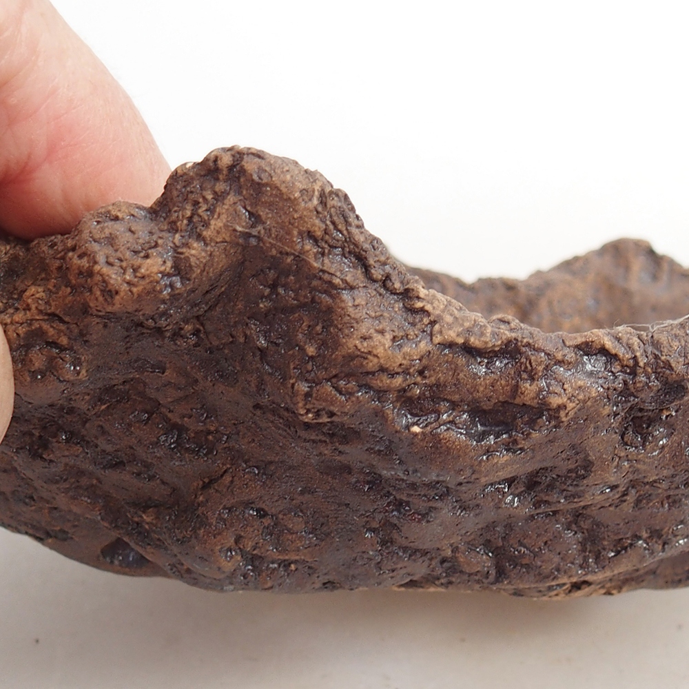 Conchiglia in ceramica 20 x 14 x 7 cm , colore marrone