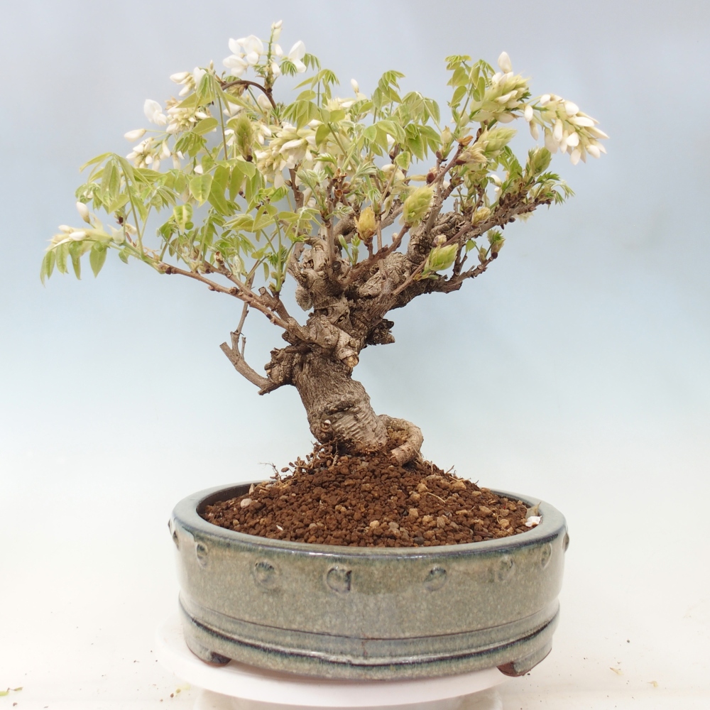 Bonsai da esterno - Vistaria - Glicine