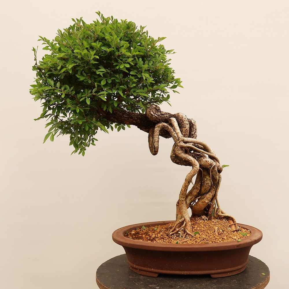 Bonsai da esterno - Zelkova - Zelkova NIRE
