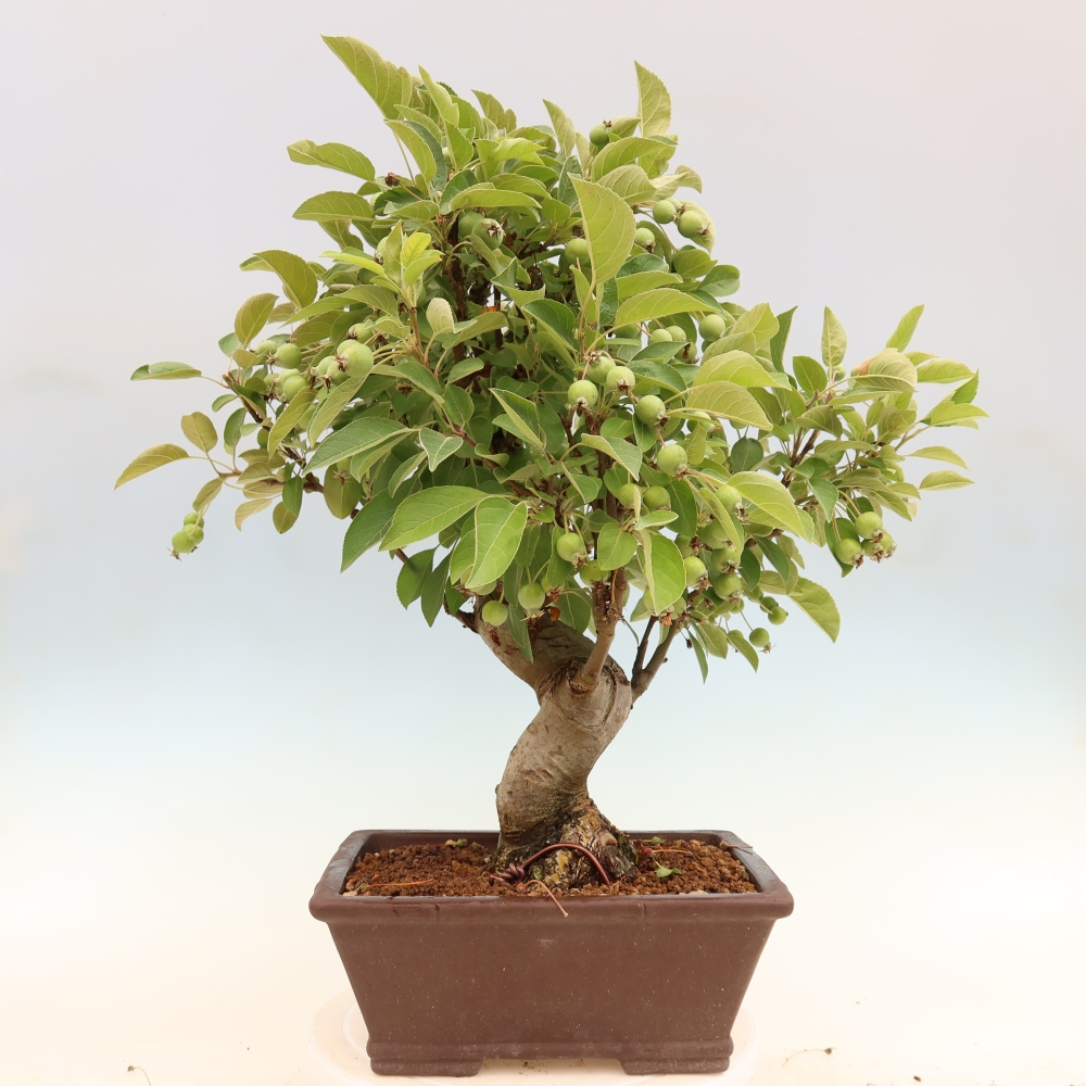 Bonsai da esterno -Malus halliana - Melo a frutto piccolo