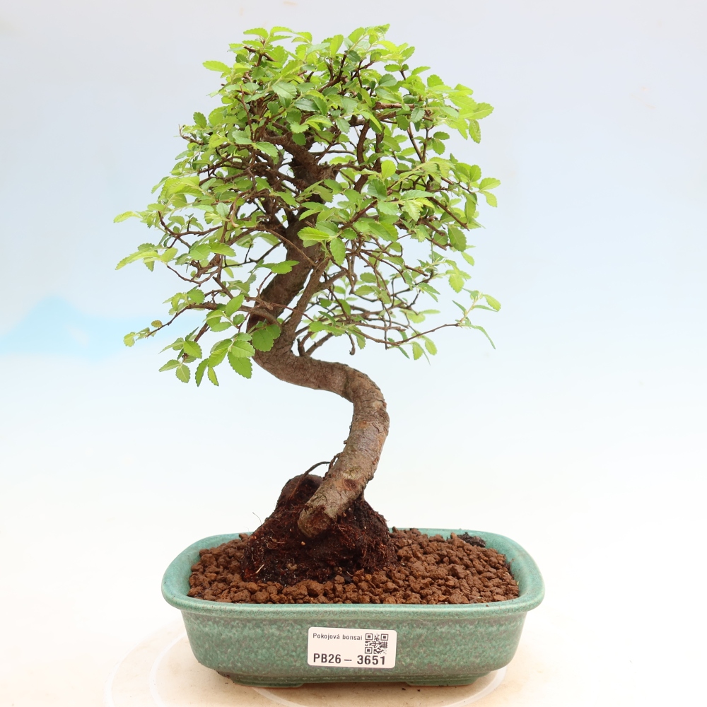 Camera bonsai - Ulmus parvifolia - Olmo a foglie piccole