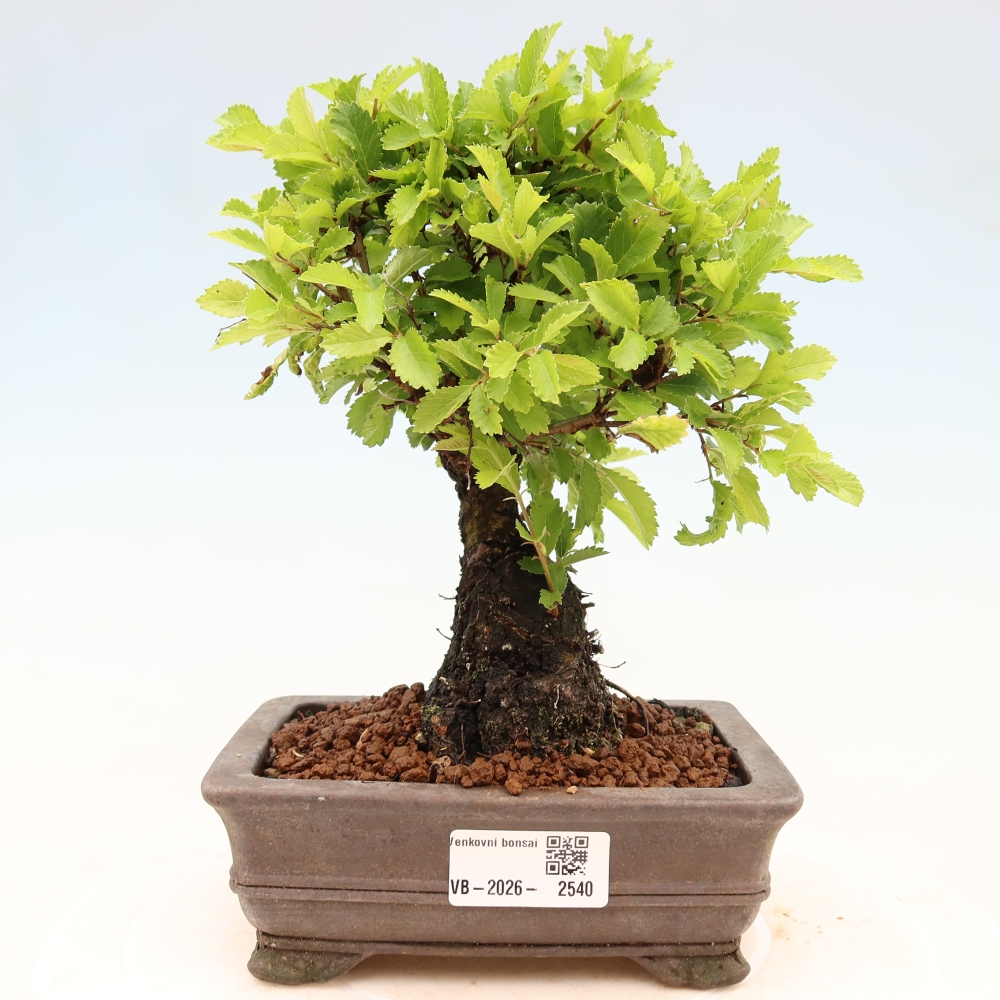 Bonsai da esterno - Zelkova - Zelkova NIRE