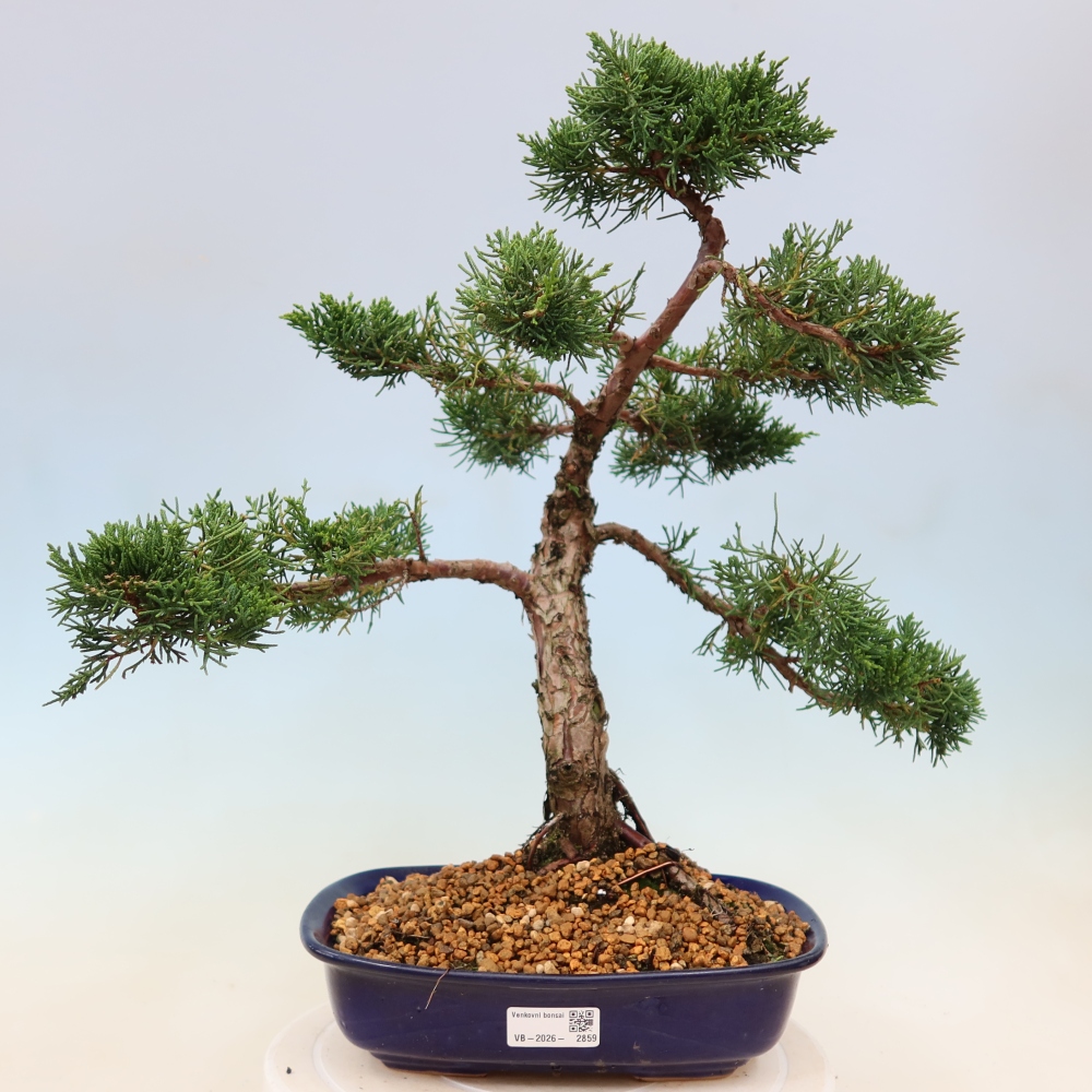 Bonsai da esterno - Juniperus chinensis Kishu