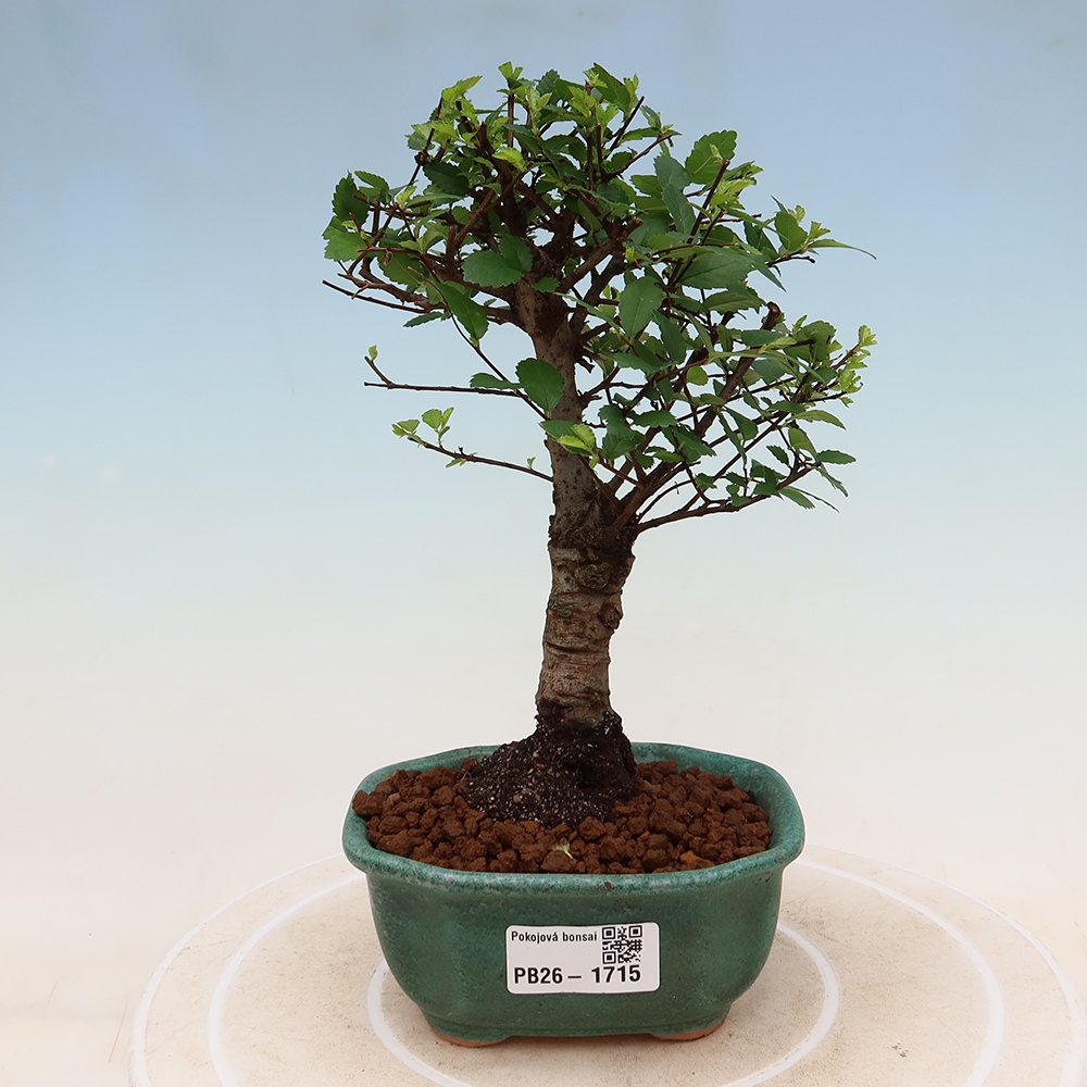 Camera bonsai - Ulmus parvifolia - Olmo a foglie piccole