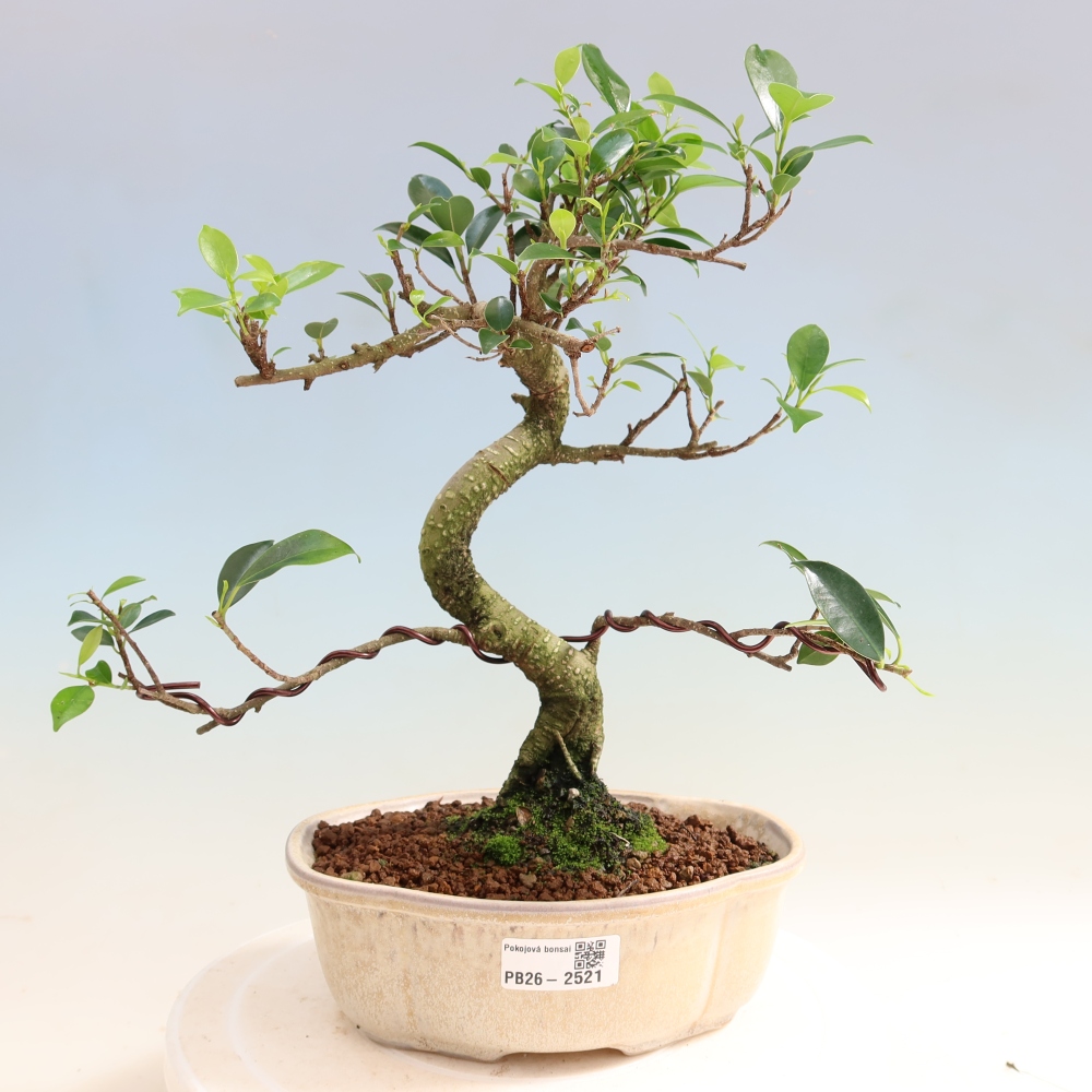 Camera bonsai - Ficus retusa - ficus a foglie piccole