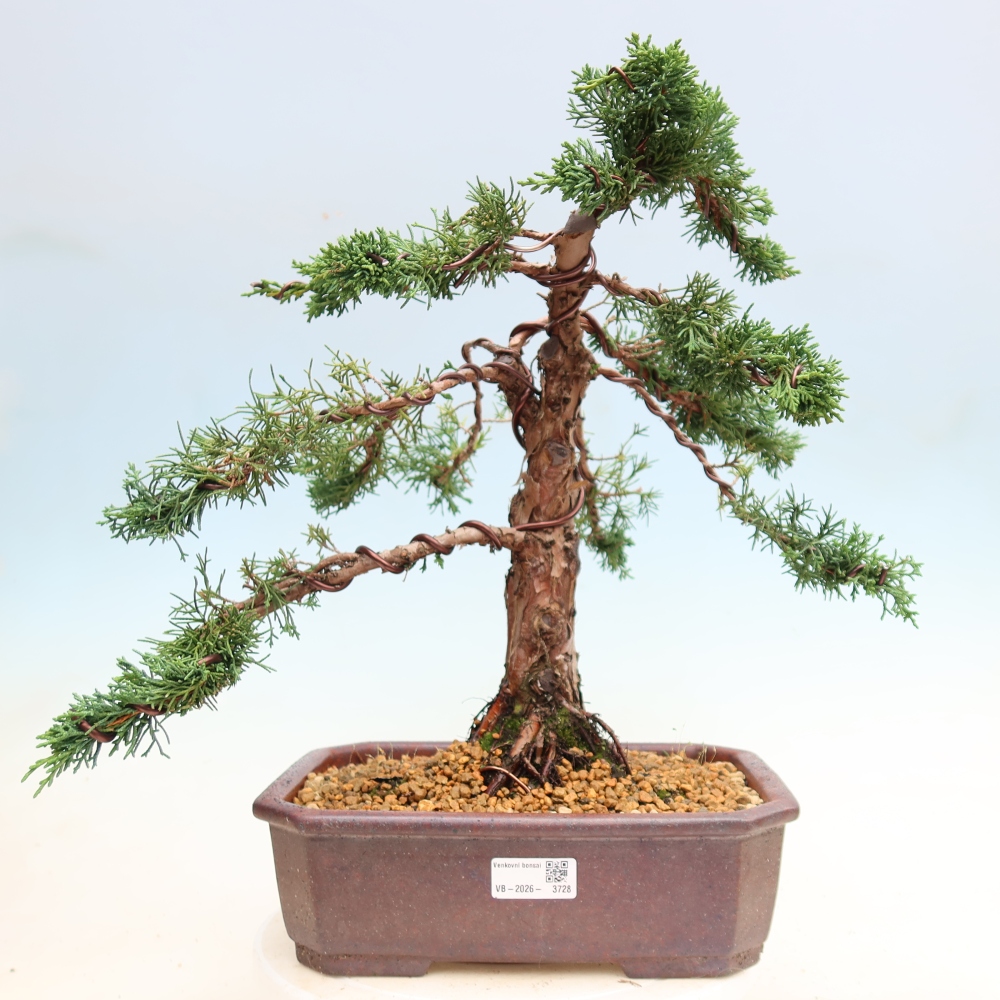 Bonsai da esterno - Juniperus chinensis Kishu