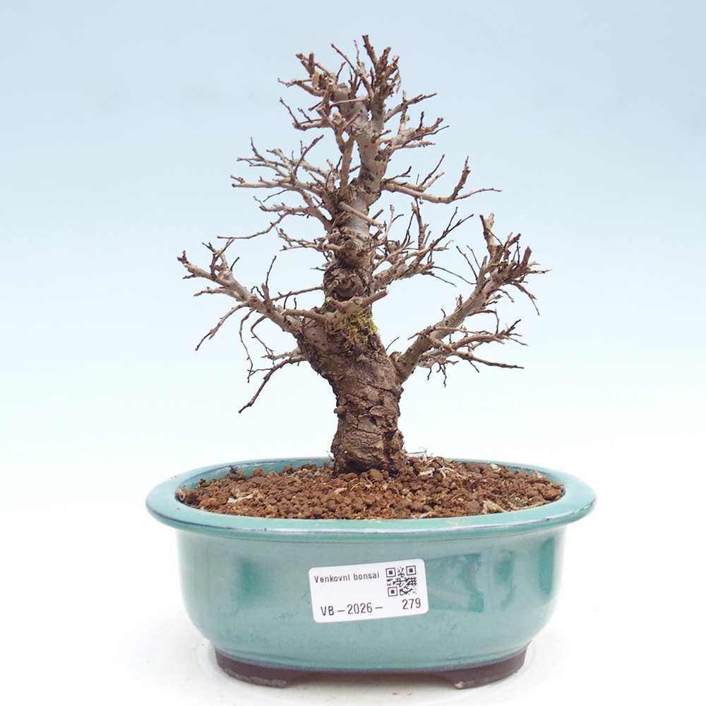 Bonsai da esterno - Zelkova - Zelkova NIRE