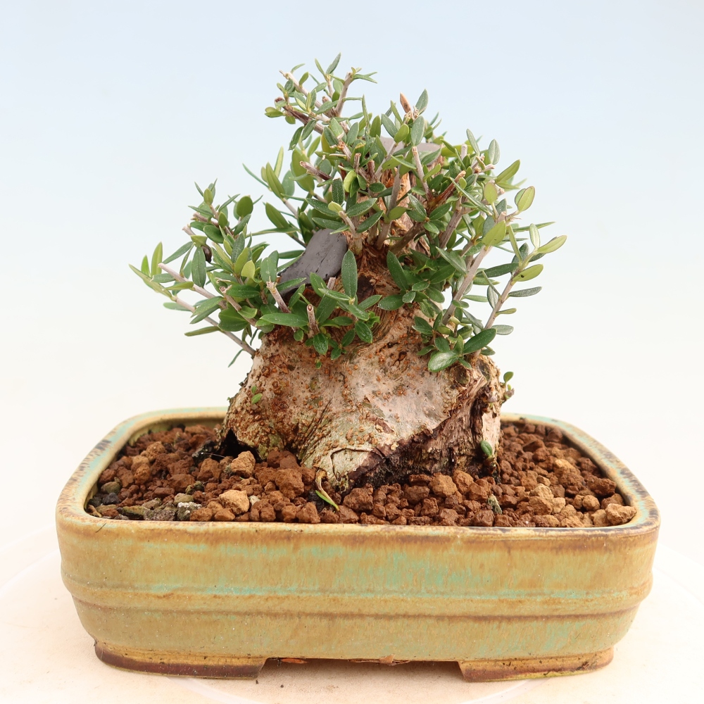 Bonsai da interno - Olea europaea sylvestris