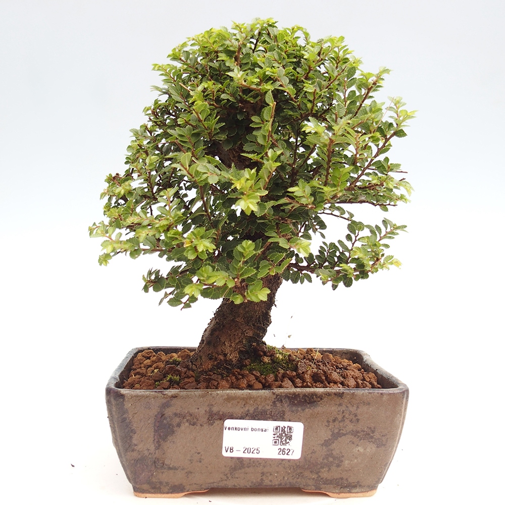 Bonsai da esterno - Ulmus parvifolia Hokkaido - Olmo cinese