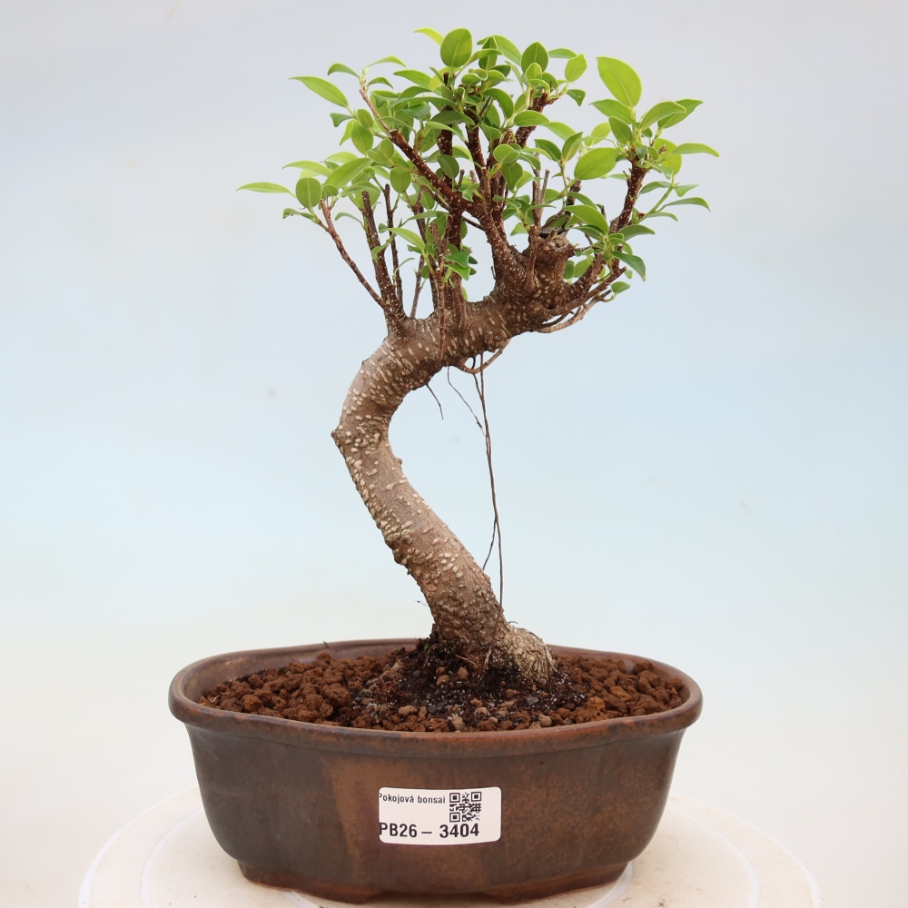 Camera bonsai - Ficus kimmen - ficus a foglie piccole