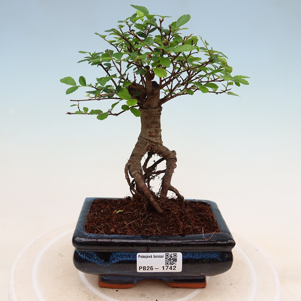 Camera bonsai - Ulmus parvifolia - Olmo a foglie piccole