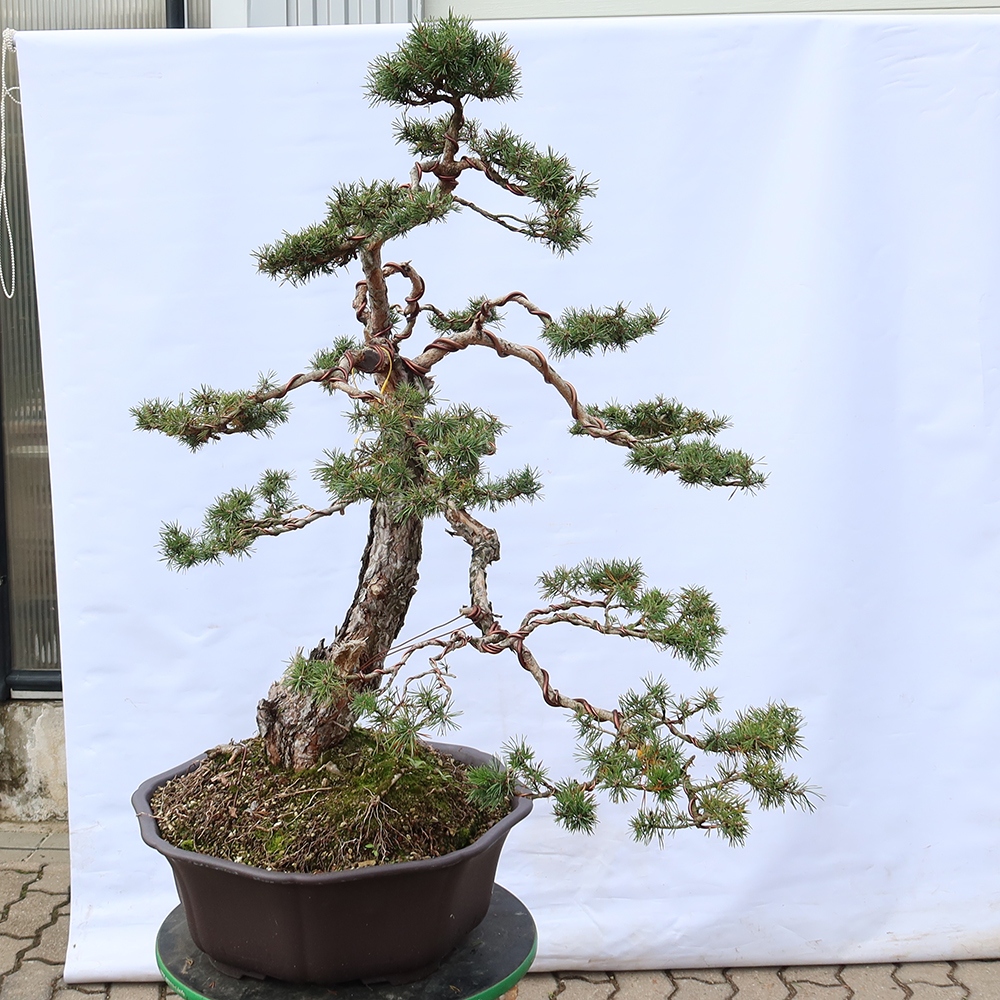 Pinus sylvestris Spagna - pino silvestre