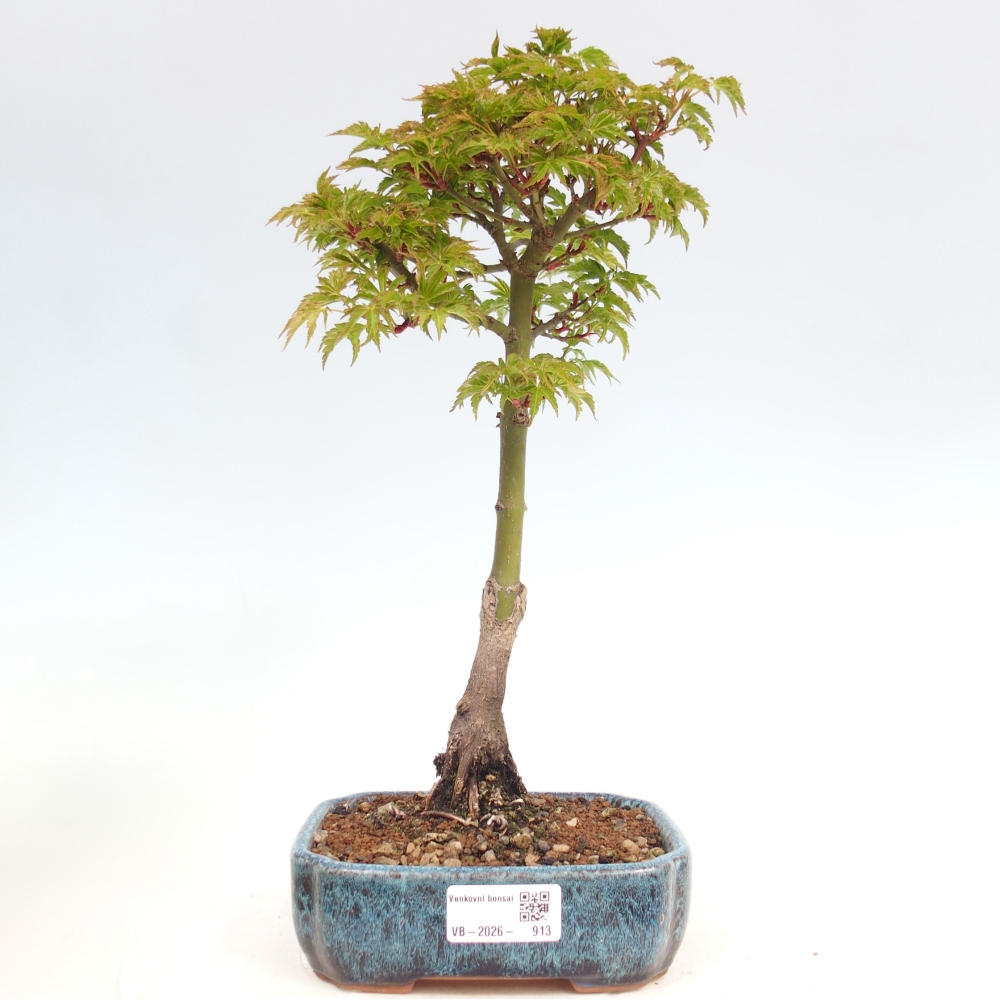 Bonsai da esterno -Palma di Giava Acer palmatum Shishigashira