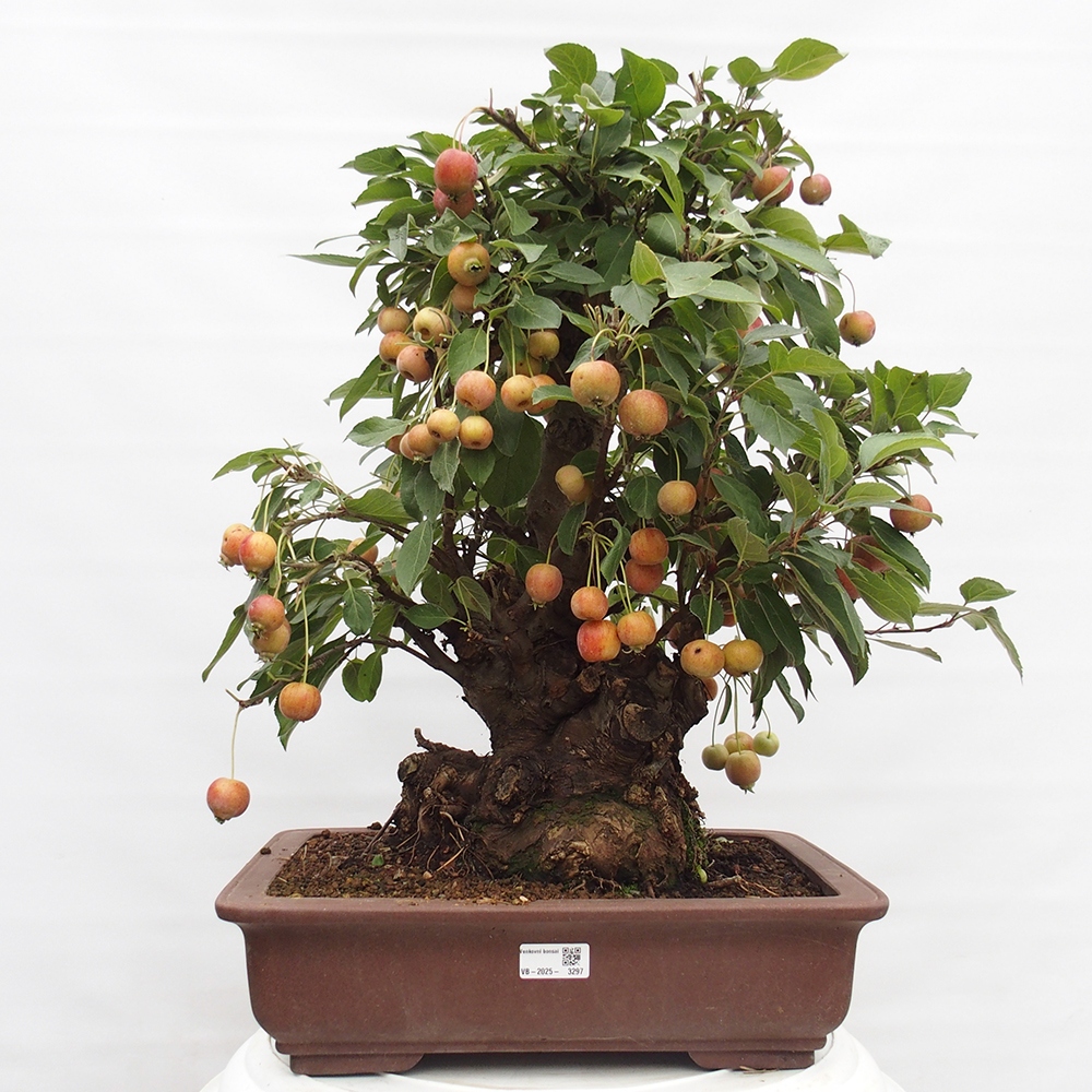 Bonsai da esterno -Malus halliana - Melo a frutto piccolo