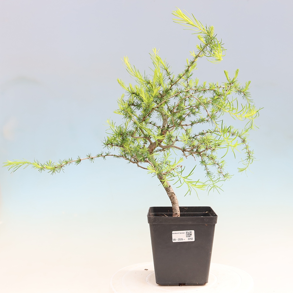 Bonsai da esterno -Larix decidua - Larice