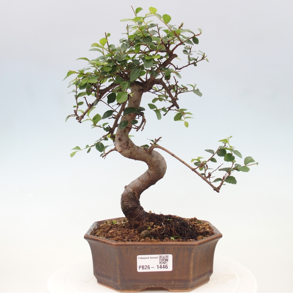 Camera bonsai - Ulmus parvifolia - Olmo a foglie piccole