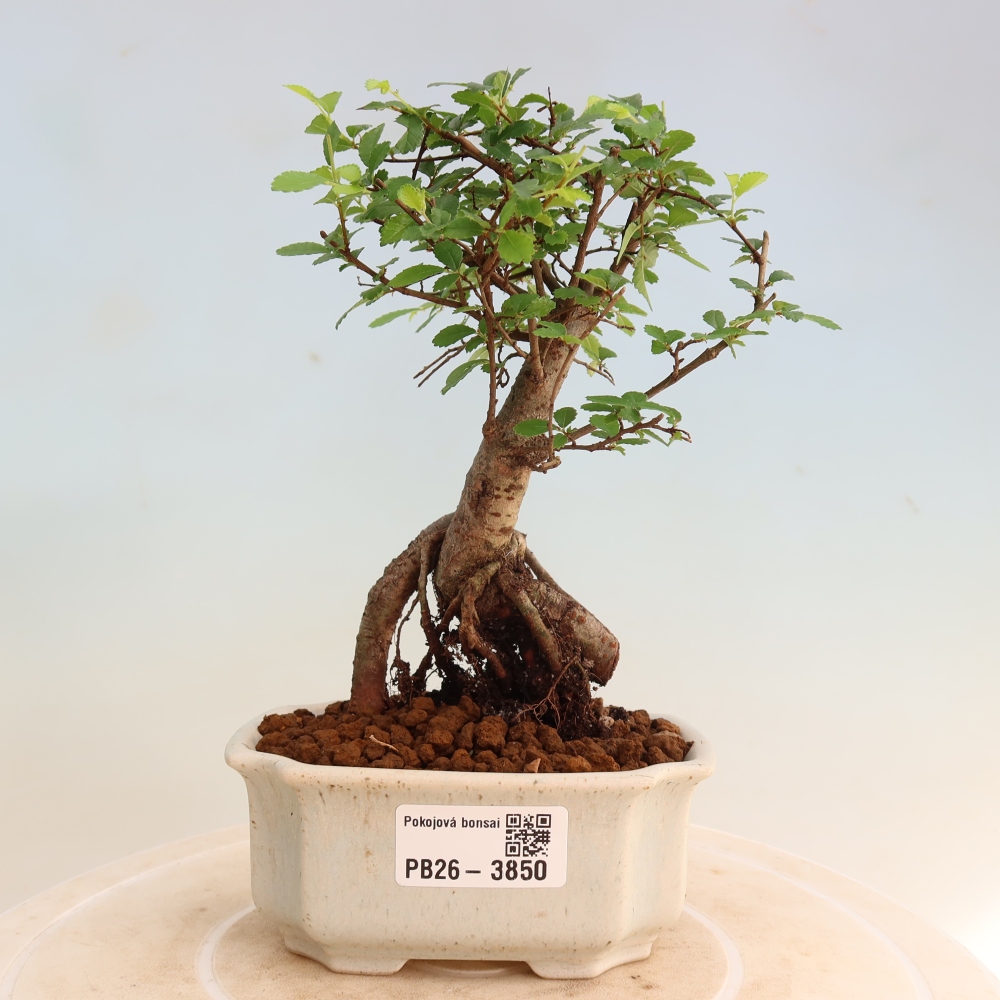 Camera bonsai - Ulmus parvifolia - Olmo a foglie piccole