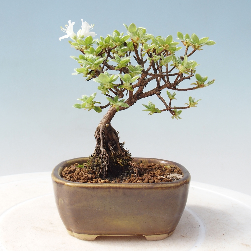 Bonsai da esterno - Rhododendron indicum - Azalea giapponese