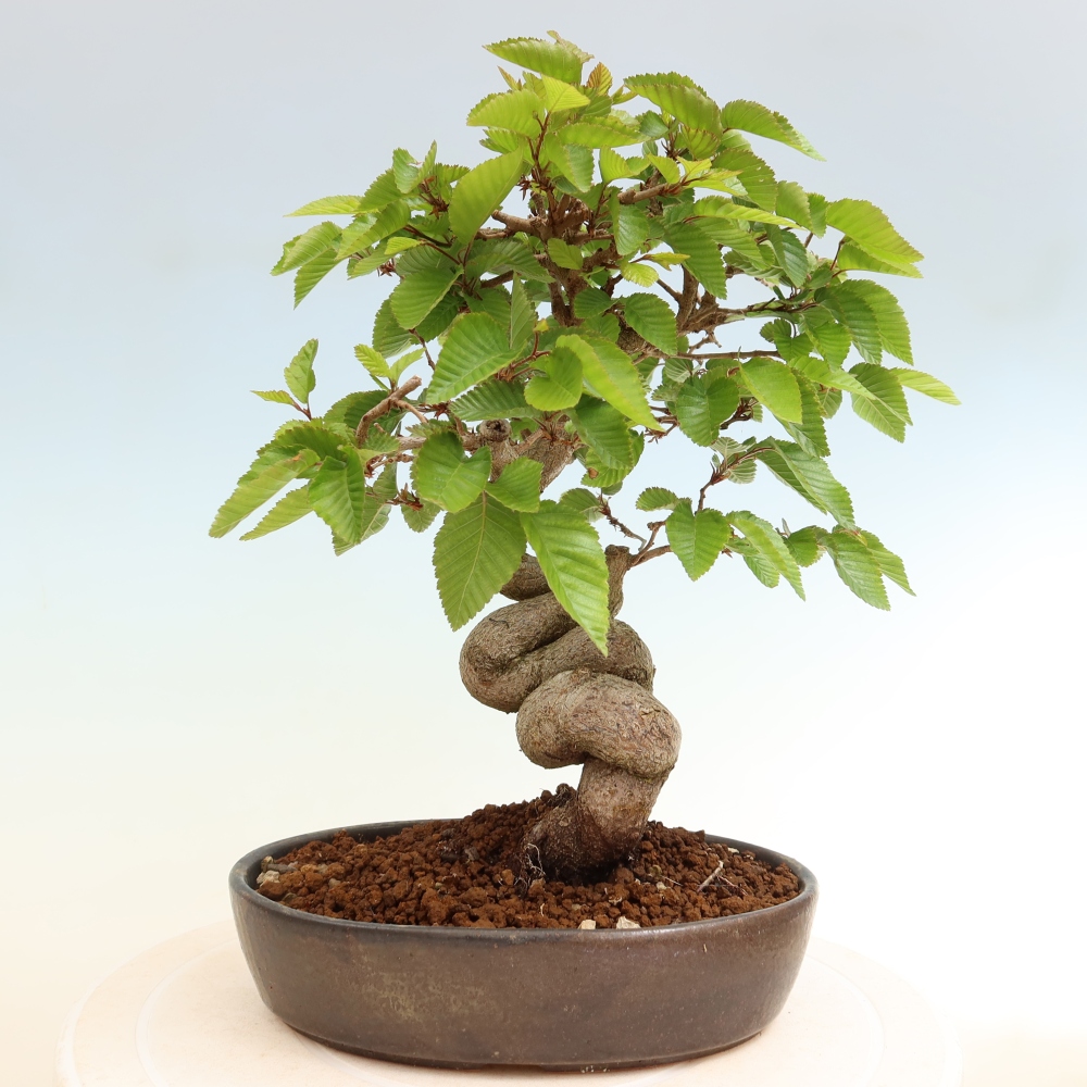 Bonsai da esterno -Carpinus Coreana - Carpino coreano