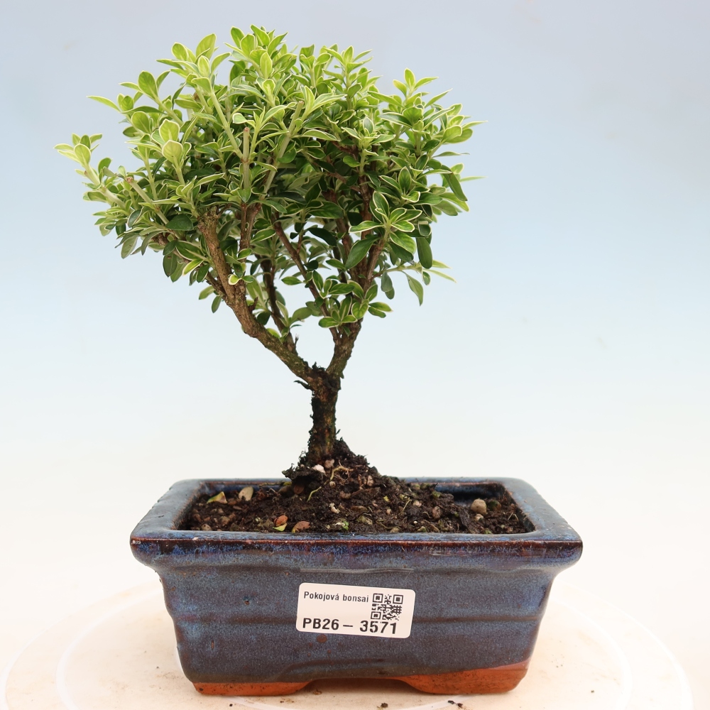 Camera bonsai - Serissa foetida Variegata - Albero delle mille stelle