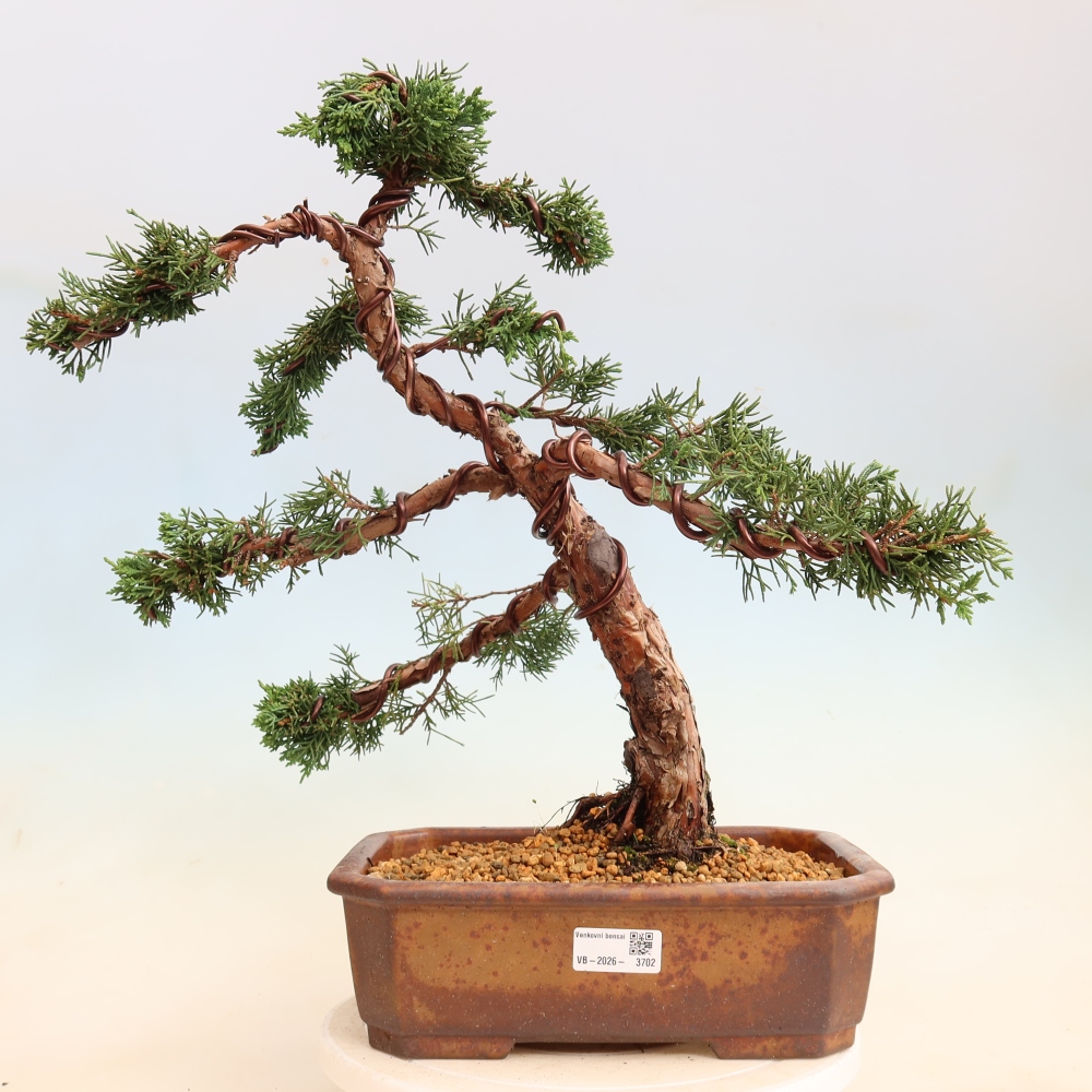 Bonsai da esterno - Juniperus chinensis Kishu