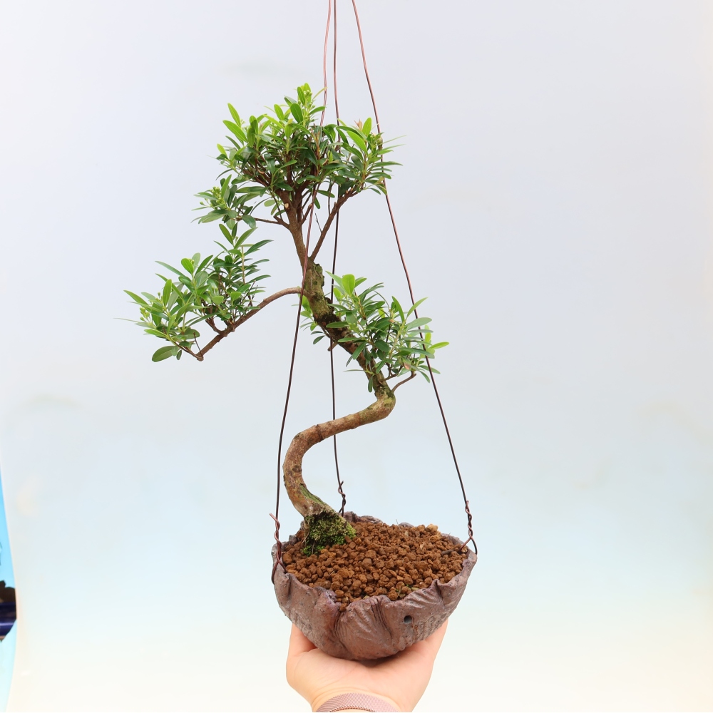 Kokedama in ceramica -Syzygium - Albero del pimento
