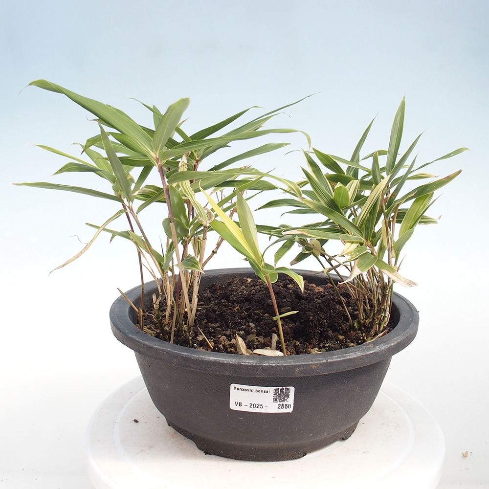 Bonsai da esterno - Sasaella masamuneana Albostriata - Bambù