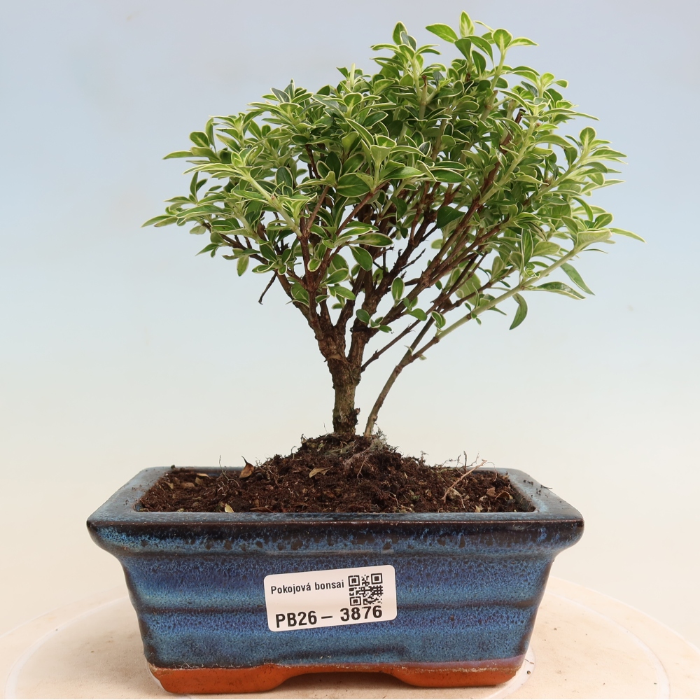 Camera bonsai - Serissa foetida Variegata - Albero delle mille stelle