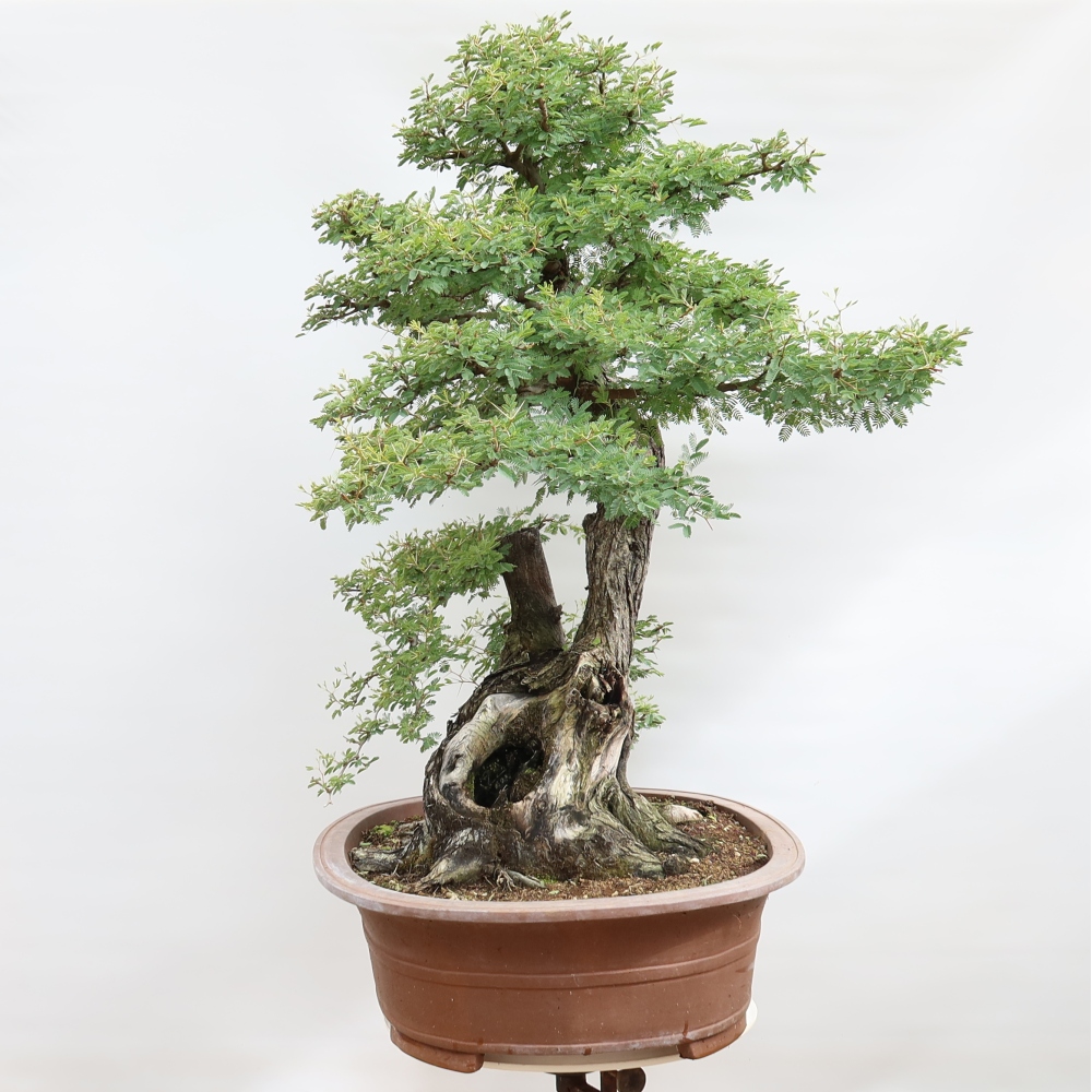 Camera bonsai - Acacias Arabica