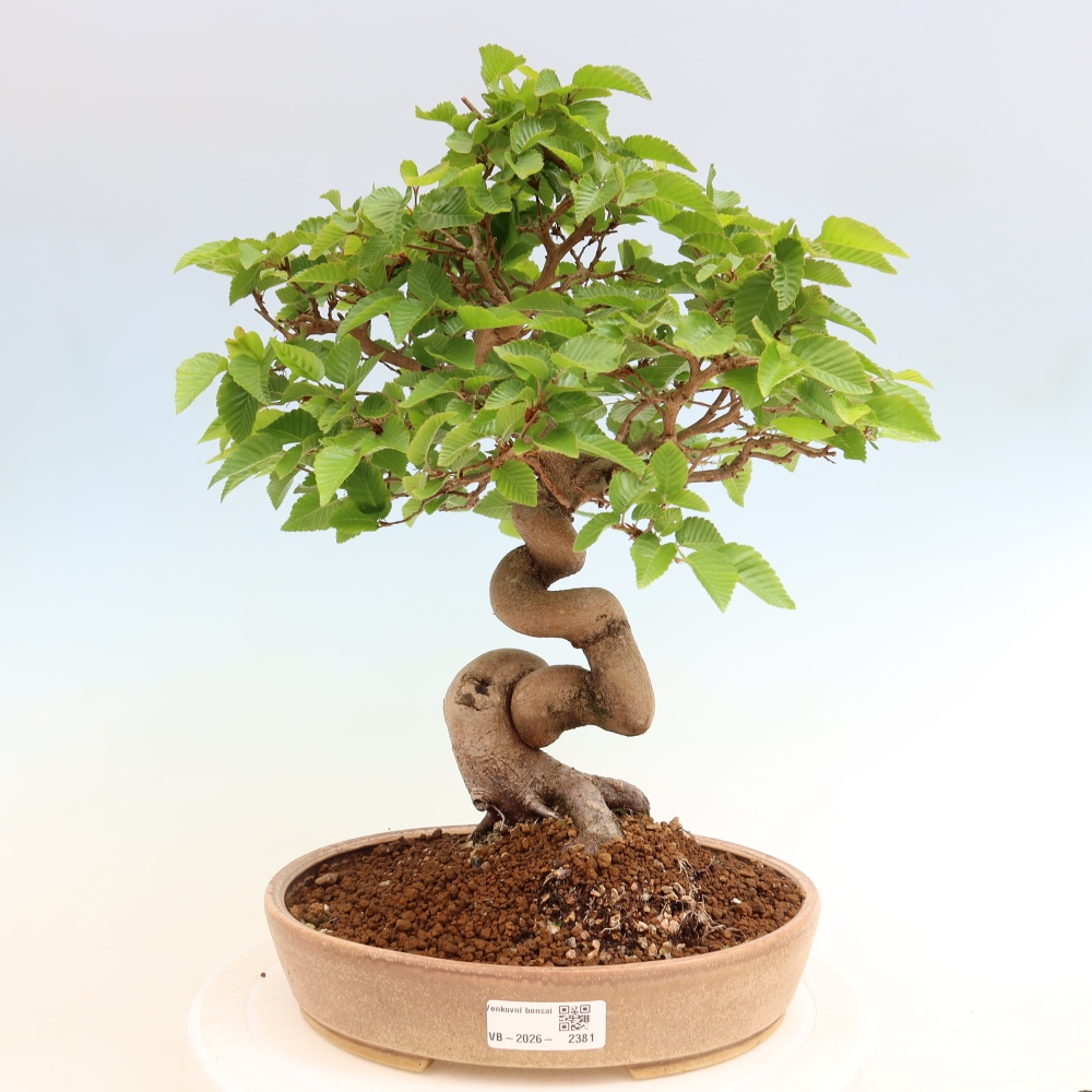 Bonsai da esterno -Carpinus Coreana - Carpino coreano