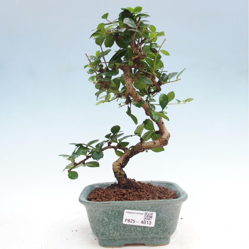 Camera bonsai - Carmona macrophylla - Tea fuki
