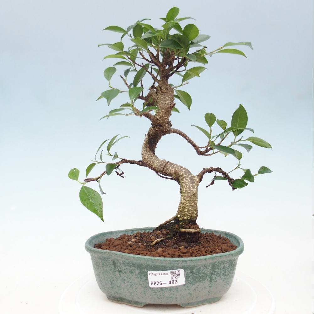 Camera bonsai - Ficus retusa - ficus a foglie piccole