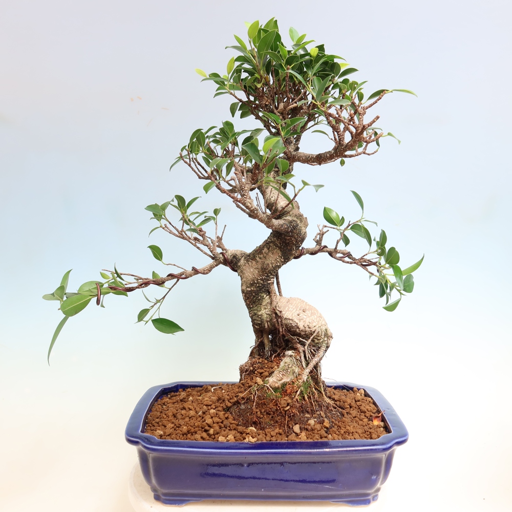 Camera bonsai - Ficus kimmen - ficus a foglie piccole