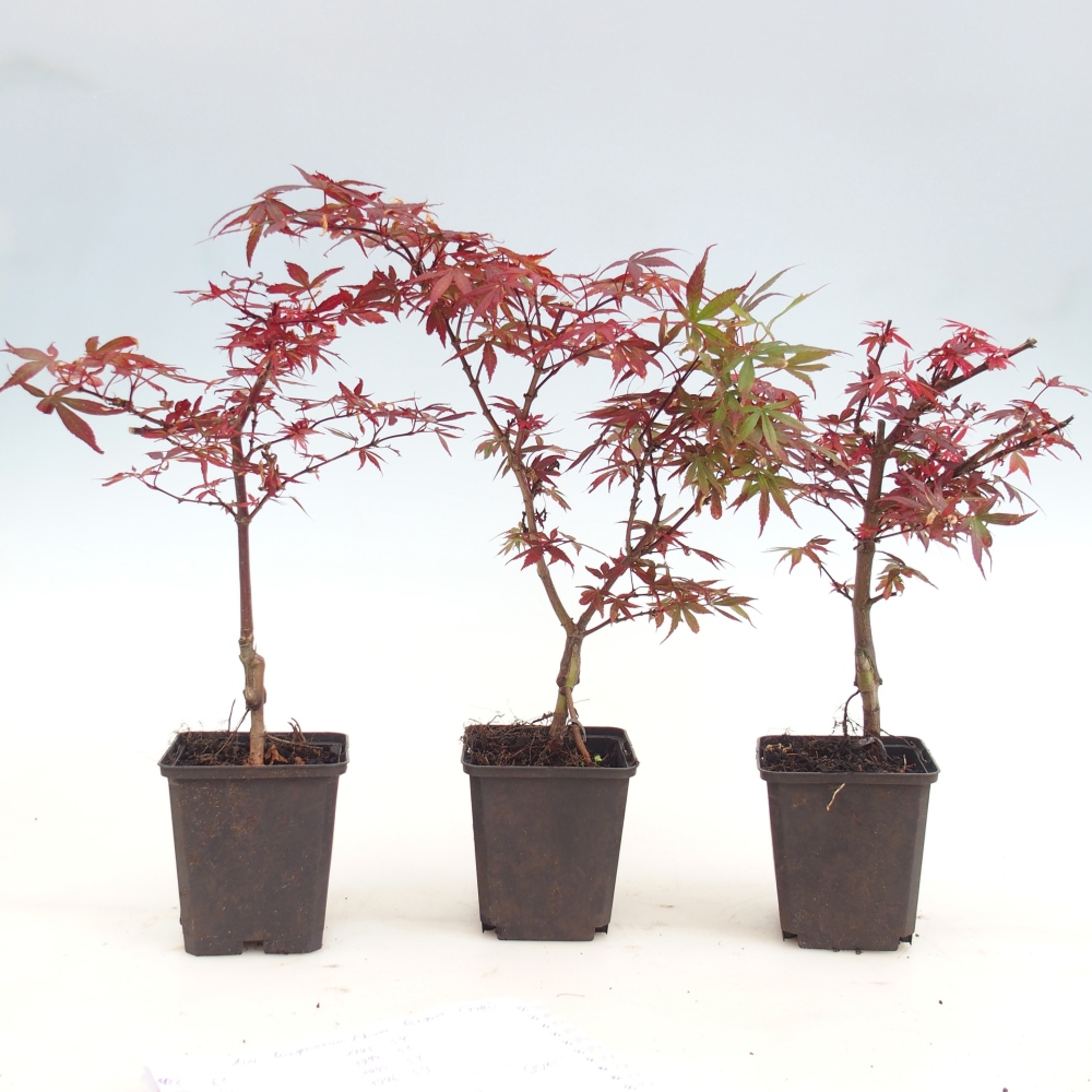 Bonsai da esterno - Acer palmatum Berry Broom in contenitore