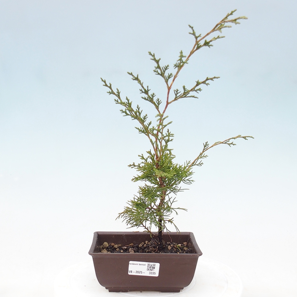 Bonsai da esterno - Juniperus chinensis Itoigawa