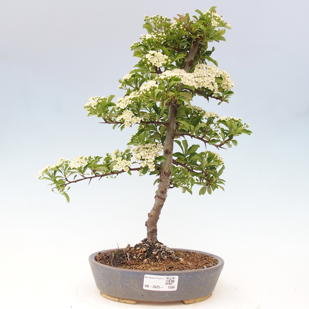 Bonsai da esterno-Pyracantha Teton -Hlox
