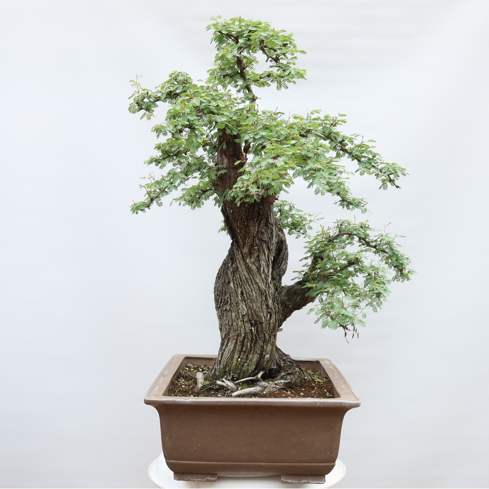 Camera bonsai - Acacias Arabica