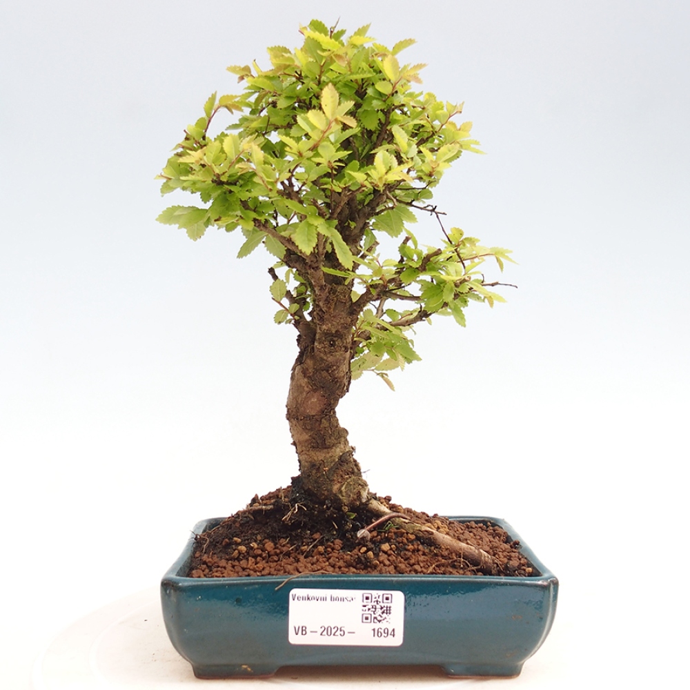 Bonsai da esterno - Zelkova - Zelkova NIRE