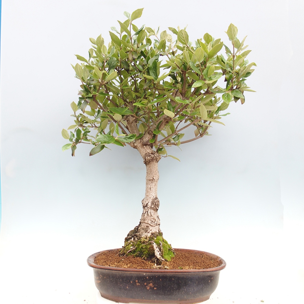 Bonsai all'aperto-Kalina Bodnanská - Viburum carlesii hemsi