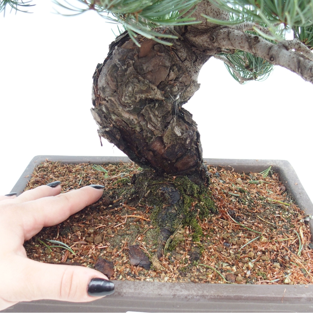 Bonsai da esterno - Pinus parviflora - Pinus parviflora