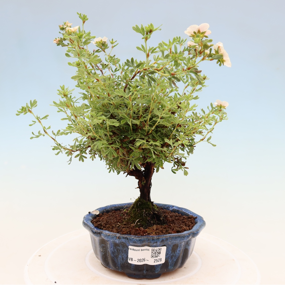 Bonsai da esterno - Potentila fruticosa