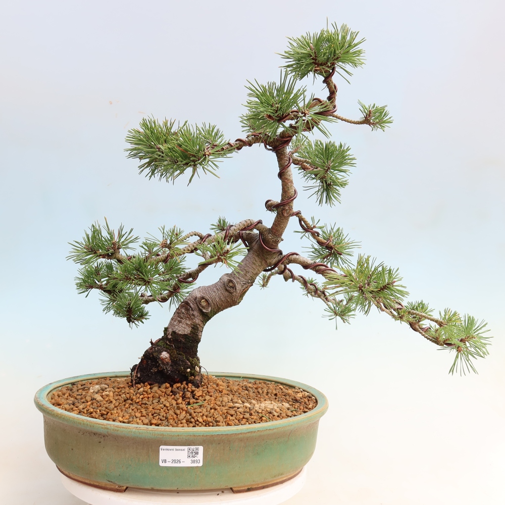 Bonsai da esterno - Pinus mugo Humpy  - Pino mugo