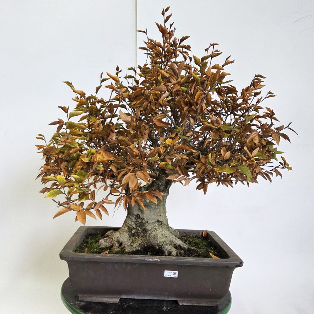 Bonsai da esterno - Fagus crenata
