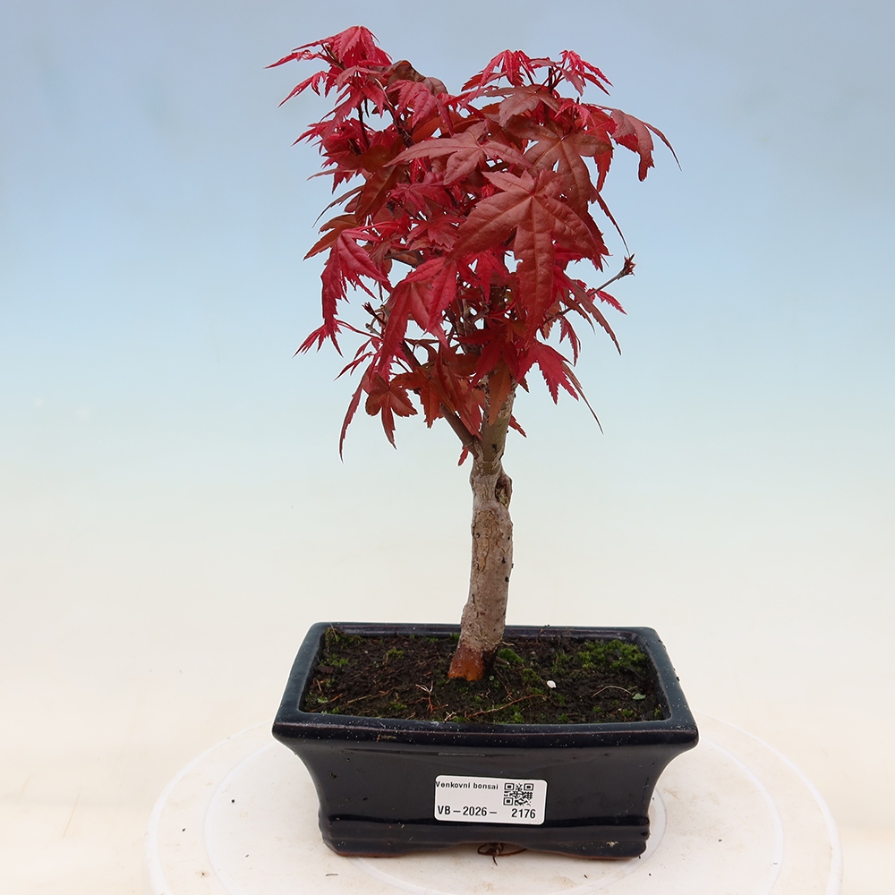Bonsai da esterno - Acer palmatum DESHOJO