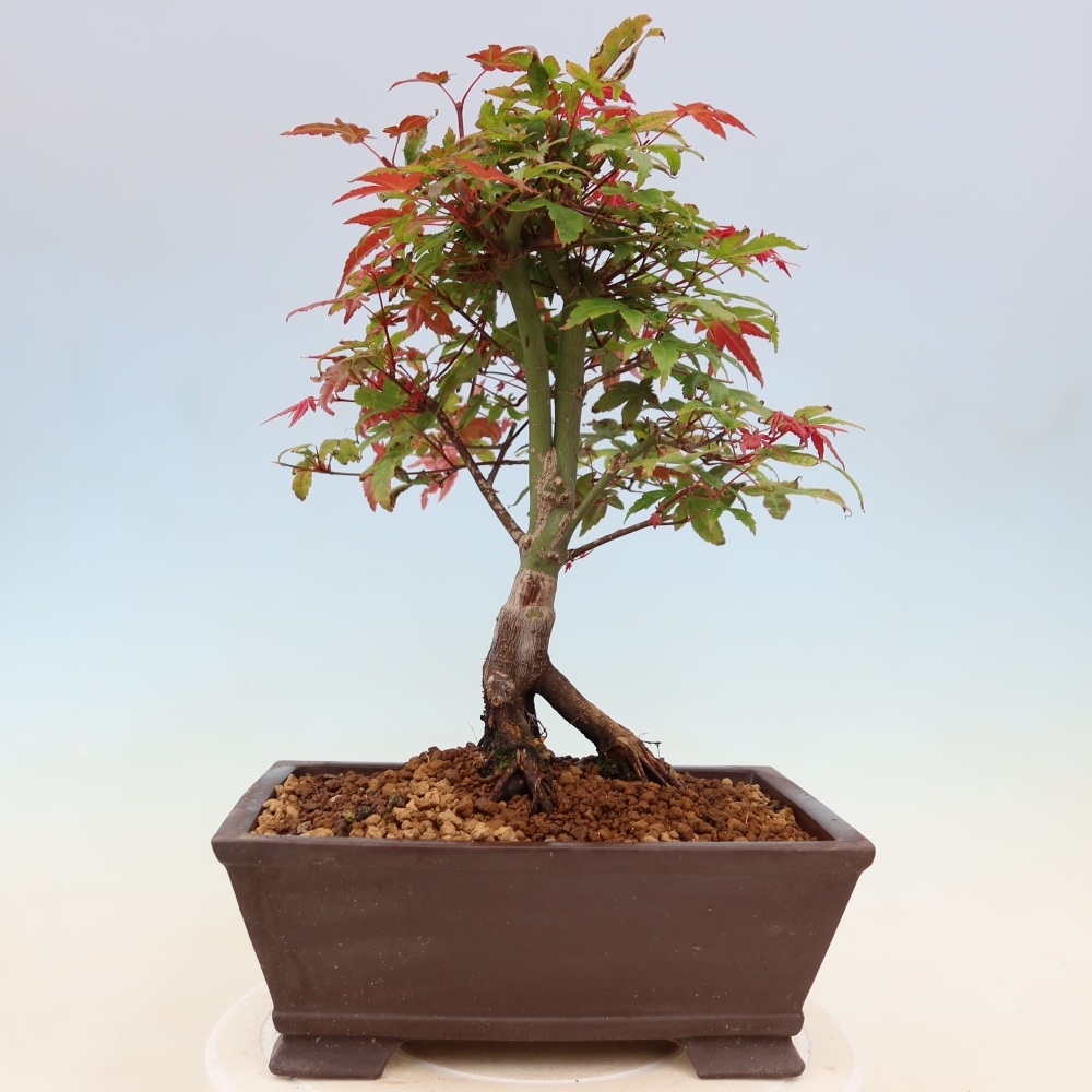 Acero norvegese - Acer palmatum Beni Tsukasa