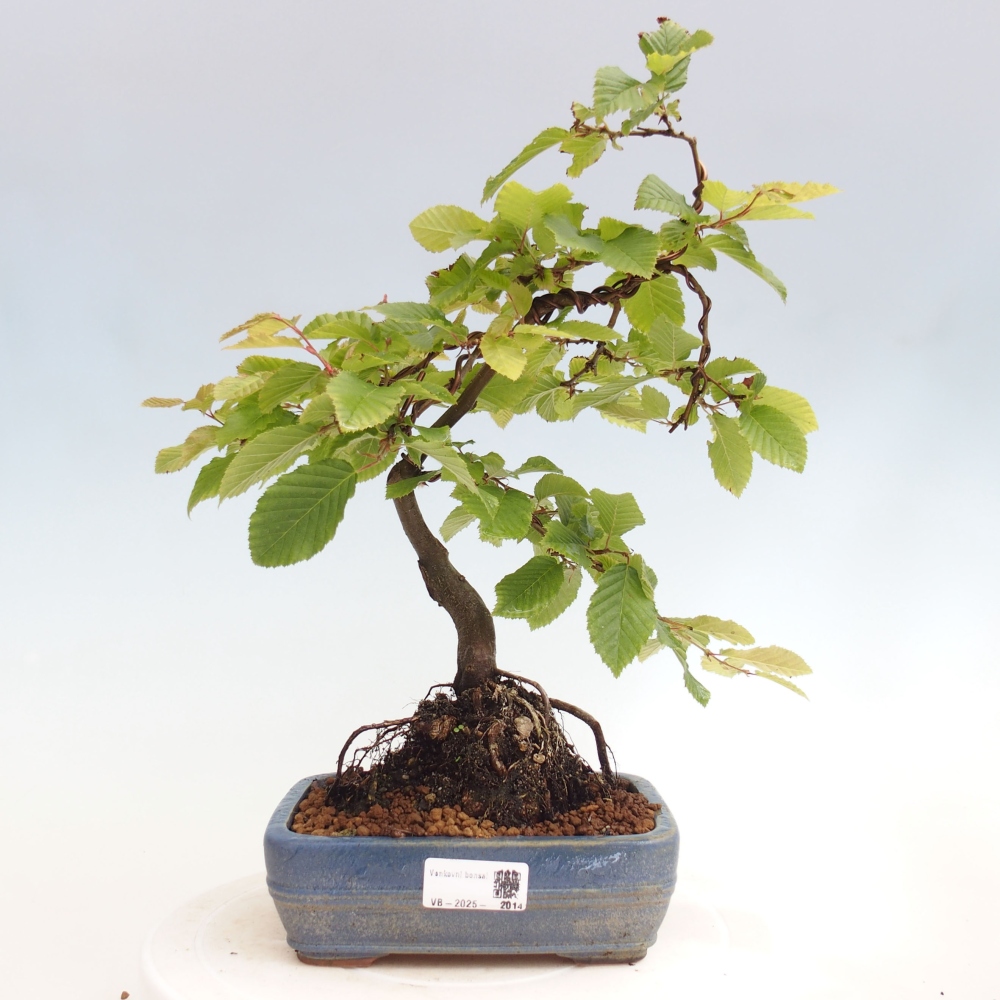 Bonsai da esterno - Carpino - Carpinus betulus
