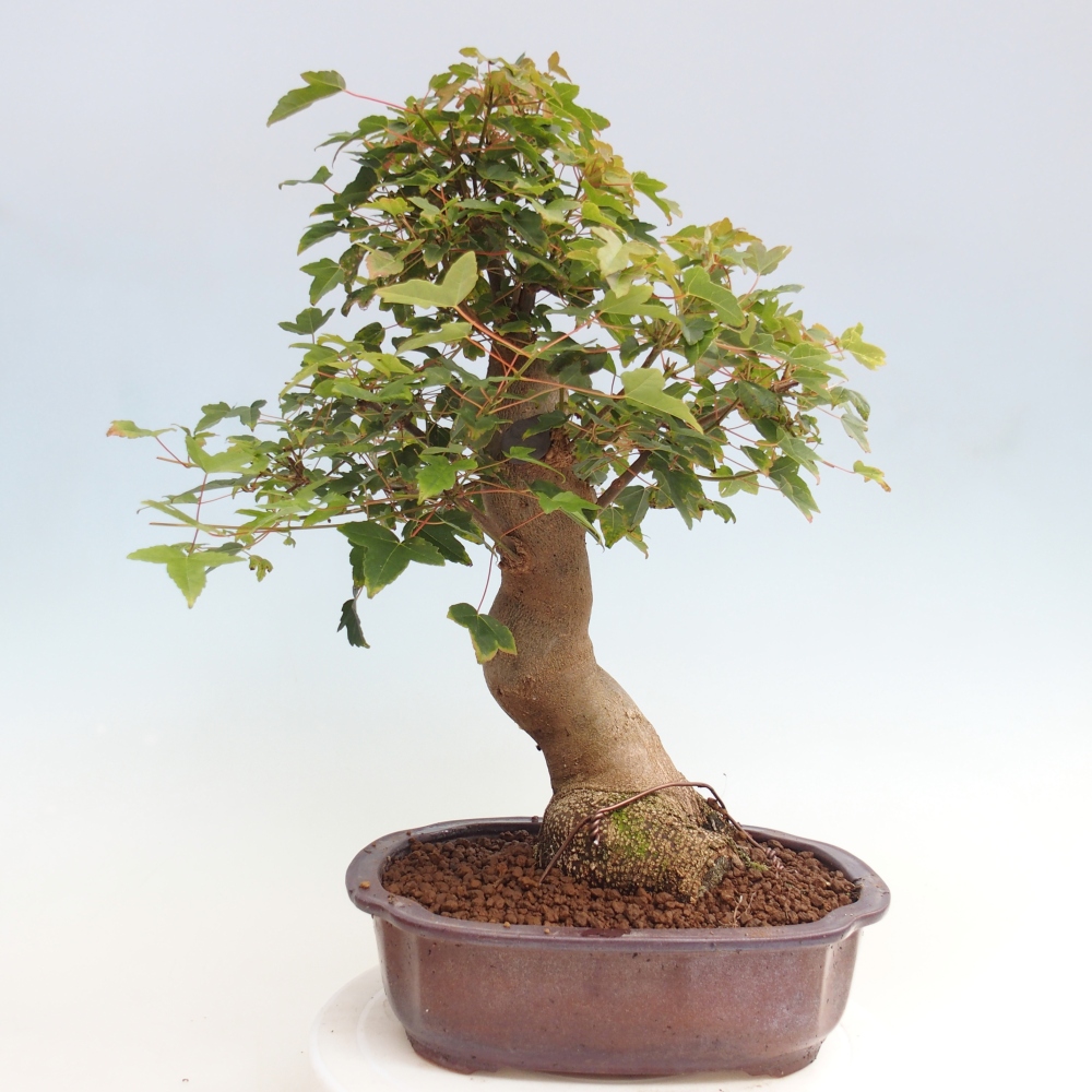 Bonsai da esterno - Acer Buergerianum - Acero di Burger